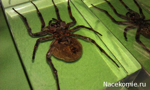 Насекомые №2 - Паук крестовик (Araneus sp.)