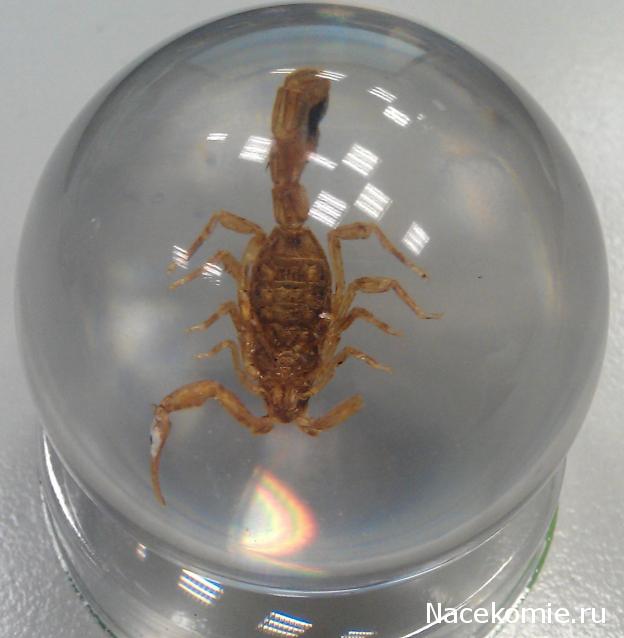 Чудеса Природы №2  - Маньчжурский Скорпион