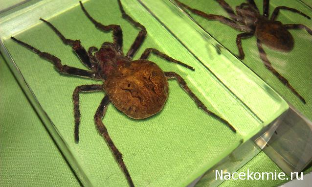 Насекомые №2 - Паук крестовик (Araneus sp.)