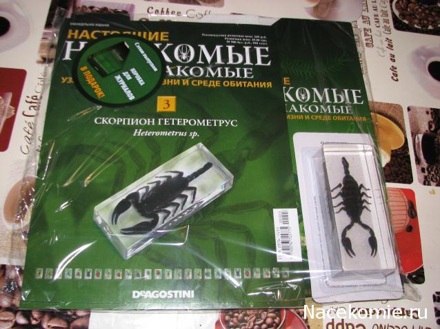 Насекомые №3 - Скорпион гетерометрус (Heterometrus sp.)