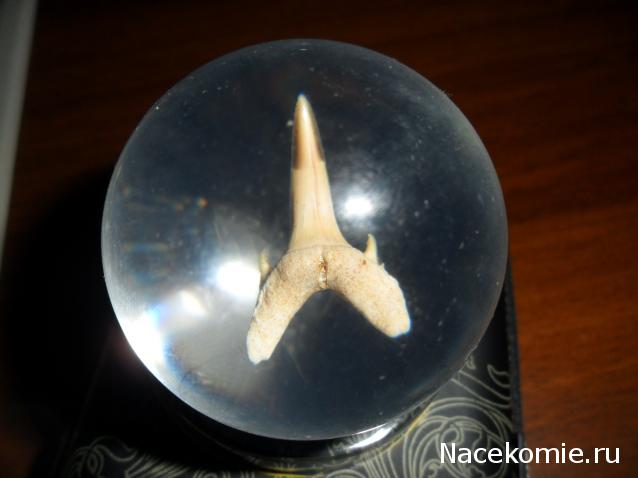 Чудеса Природы №1 - Окаменелый зуб акулы