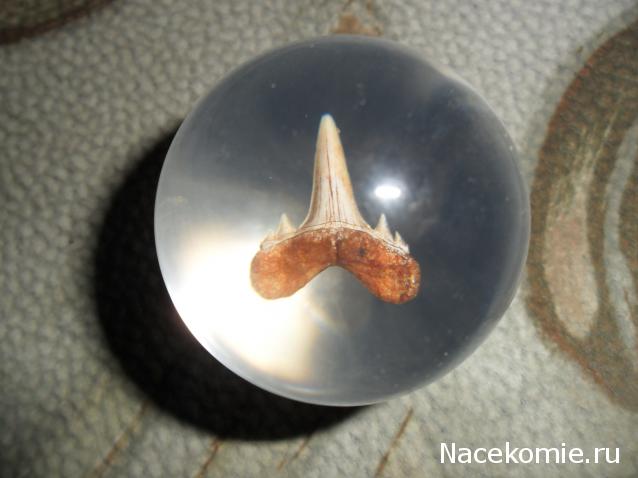 Чудеса Природы №1 - Окаменелый зуб акулы