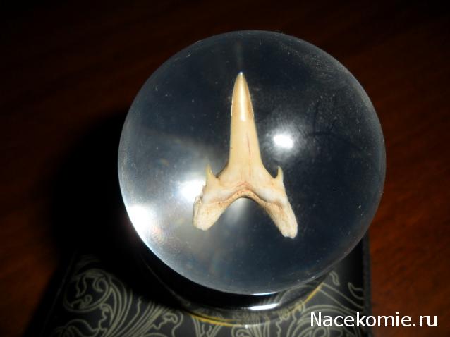 Чудеса Природы №1 - Окаменелый зуб акулы