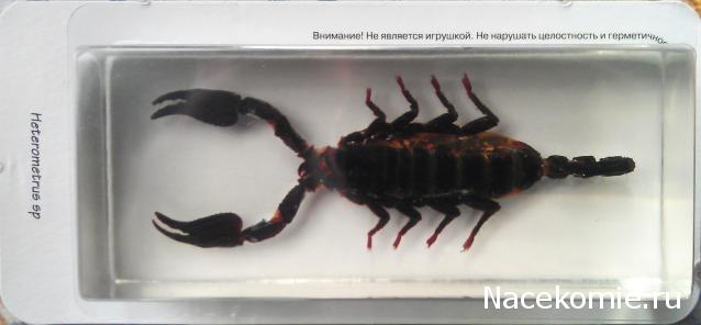 Насекомые №3 - Скорпион гетерометрус (Heterometrus sp.)