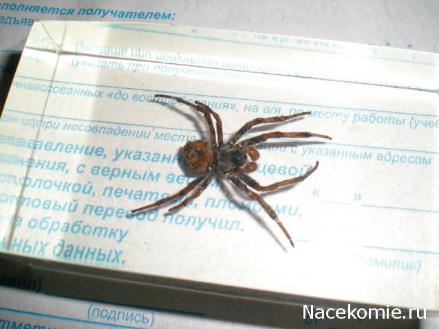 Насекомые №2 - Паук крестовик (Araneus sp.)