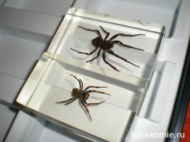 Насекомые №2 - Паук крестовик (Araneus sp.)