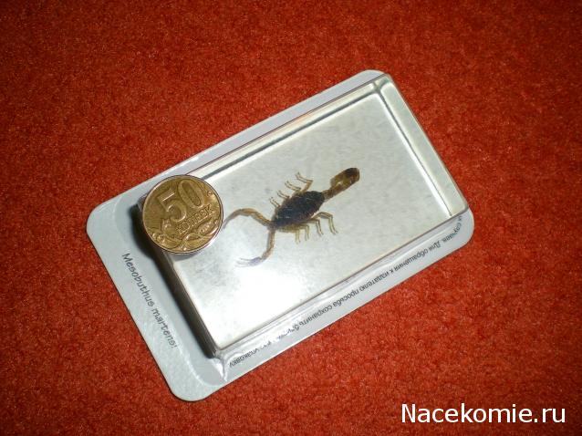 Насекомые №1 - Маньчжурский золотой скорпион (Mesobuthus martensi)