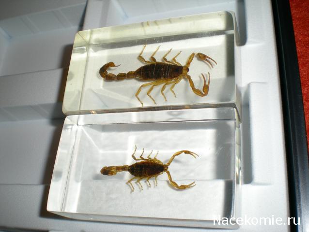 Насекомые №1 - Маньчжурский золотой скорпион (Mesobuthus martensi)