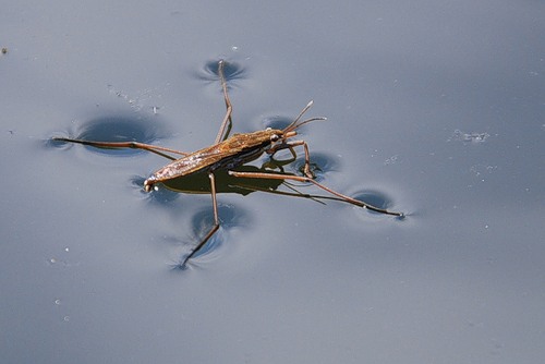 Strela. Банкноты и монеты - путешествие по свету!