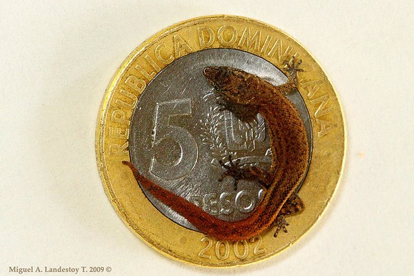 Strela. Банкноты и монеты - путешествие по свету!