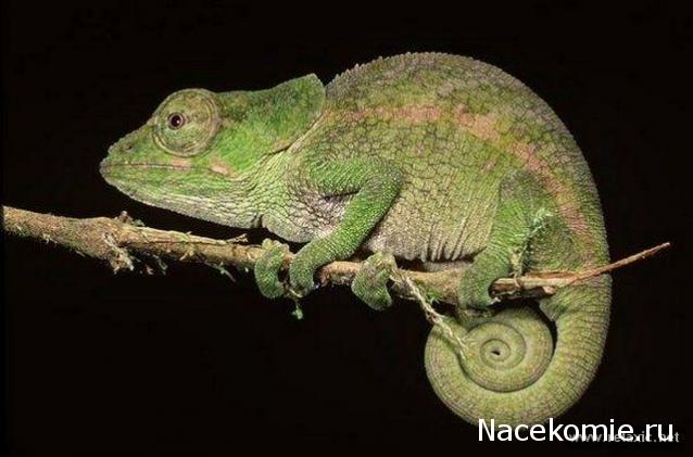 Strela. Банкноты и монеты - путешествие по свету!