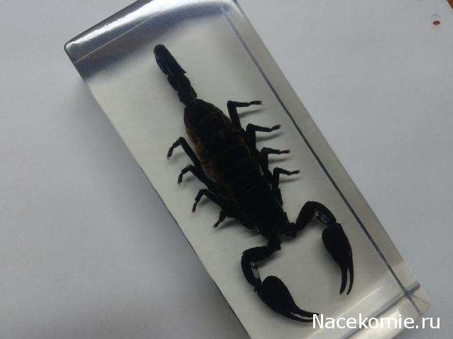 Насекомые №3 - Скорпион гетерометрус (Heterometrus sp.)