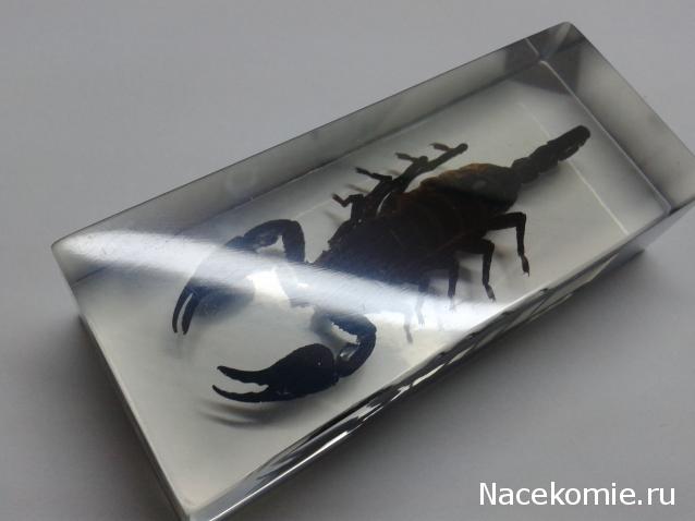 Насекомые №3 - Скорпион гетерометрус (Heterometrus sp.)