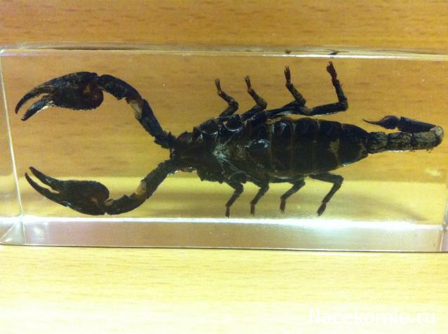 Насекомые №3 - Скорпион гетерометрус (Heterometrus sp.)