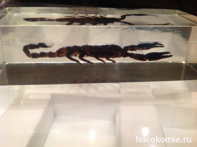 Насекомые №3 - Скорпион гетерометрус (Heterometrus sp.)