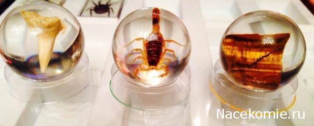 Чудеса Природы №2  - Маньчжурский Скорпион