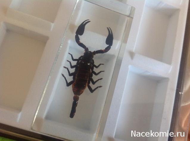 Насекомые №3 - Скорпион гетерометрус (Heterometrus sp.)