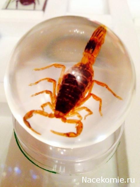 Чудеса Природы №2  - Маньчжурский Скорпион