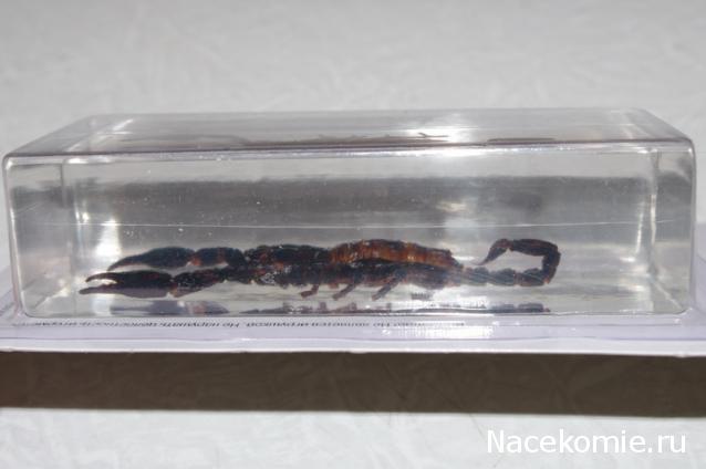 Насекомые №3 - Скорпион гетерометрус (Heterometrus sp.)
