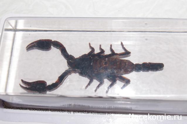 Насекомые №3 - Скорпион гетерометрус (Heterometrus sp.)