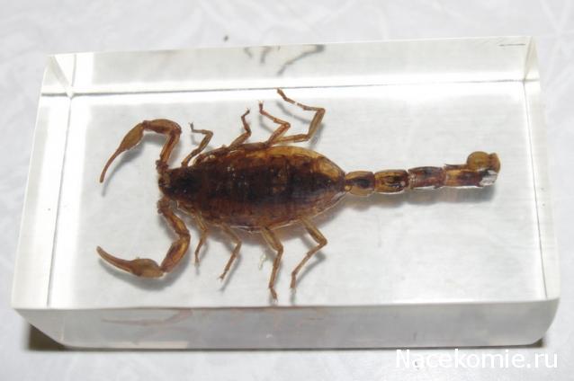 Насекомые №1 - Маньчжурский золотой скорпион (Mesobuthus martensi)