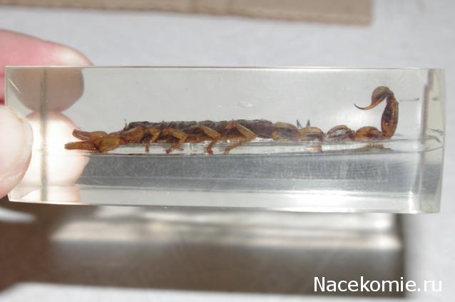 Насекомые №1 - Маньчжурский золотой скорпион (Mesobuthus martensi)