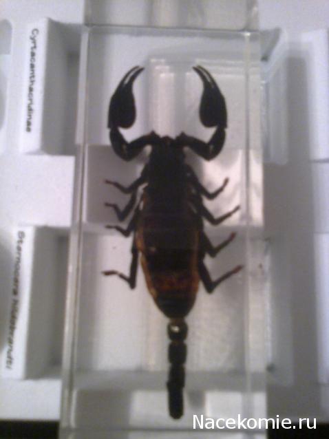 Насекомые №3 - Скорпион гетерометрус (Heterometrus sp.)
