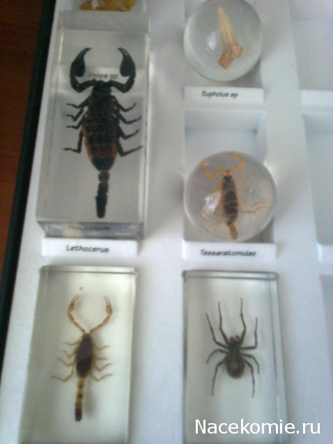 Насекомые №3 - Скорпион гетерометрус (Heterometrus sp.)