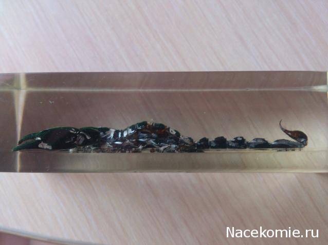 Насекомые №3 - Скорпион гетерометрус (Heterometrus sp.)