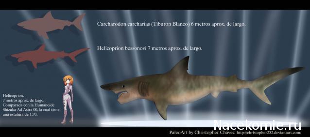 Чудеса Природы №1 - Окаменелый зуб акулы