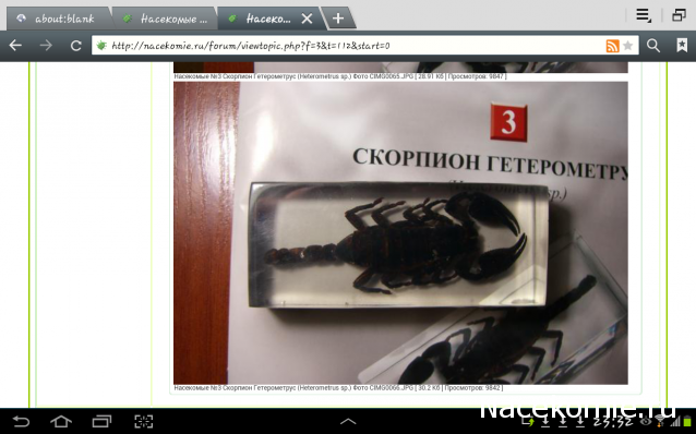 Насекомые №3 - Скорпион гетерометрус (Heterometrus sp.)