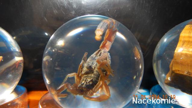 Чудеса Природы №2  - Маньчжурский Скорпион