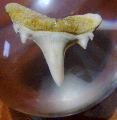 Чудеса Природы №1 - Окаменелый зуб акулы