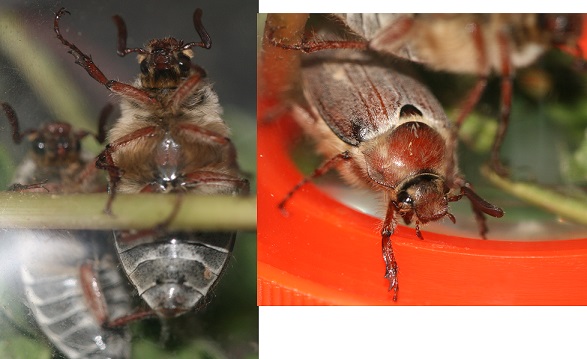 Чудеса Природы  №3 - Тигровый глаз