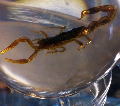 Чудеса Природы №2  - Маньчжурский Скорпион