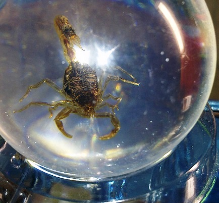 Чудеса Природы №2  - Маньчжурский Скорпион