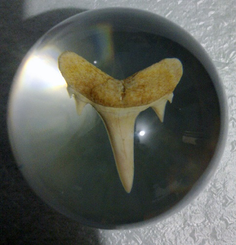 Чудеса Природы №1 - Окаменелый зуб акулы