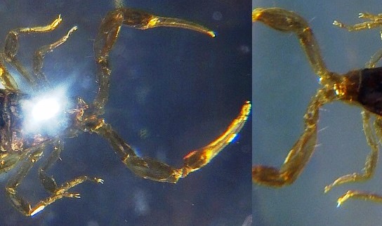 Чудеса Природы №2  - Маньчжурский Скорпион