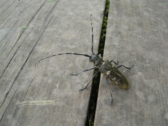 Насекомые №7 - Азиатский усач (Anoplophora glabripennis)