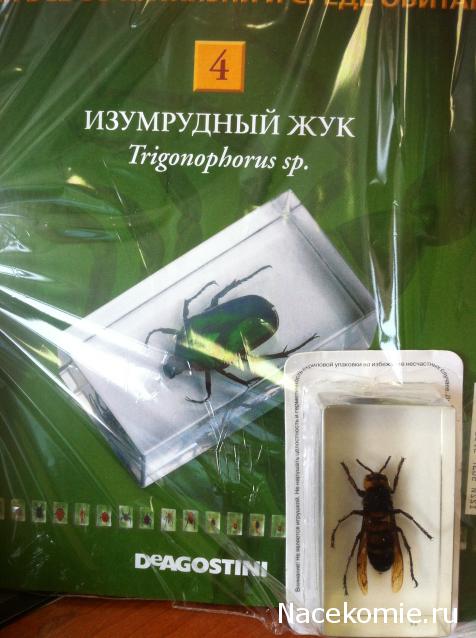 Насекомые №4 - Изумрудный жук (Trigonophorus sp.)