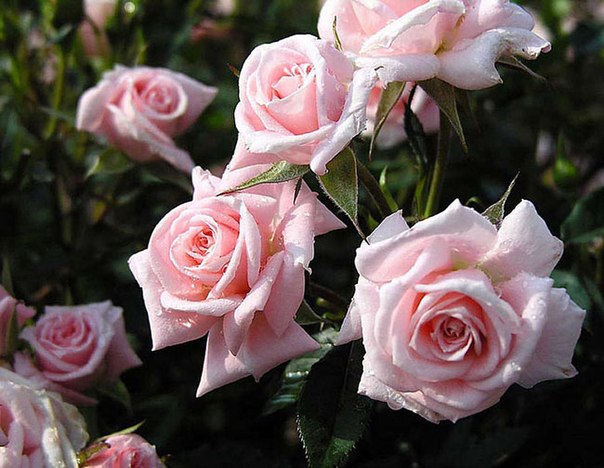 Дом Мечты наши дни рождения