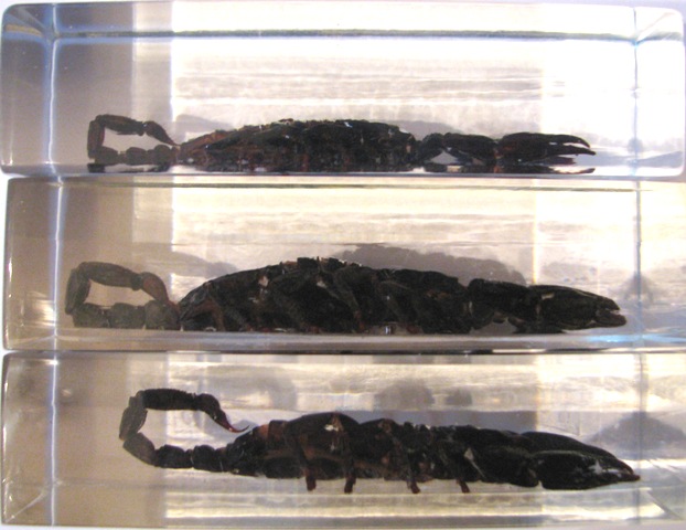 Насекомые №3 - Скорпион гетерометрус (Heterometrus sp.)