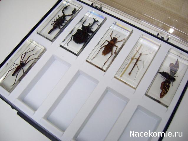 Насекомые №4 - Изумрудный жук (Trigonophorus sp.)