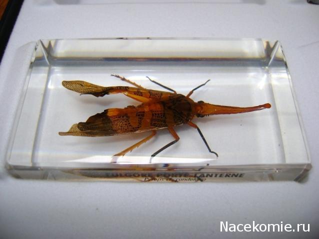 Насекомые №7 - Азиатский усач (Anoplophora glabripennis)