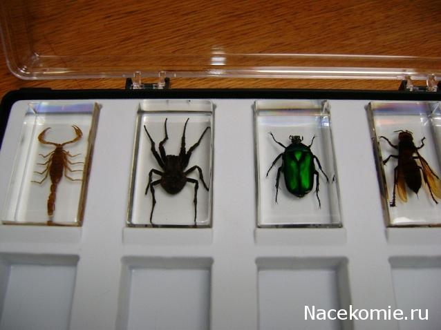 Насекомые №4 - Изумрудный жук (Trigonophorus sp.)