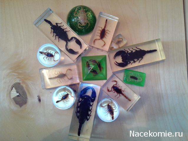 Чудеса Природы №2  - Маньчжурский Скорпион