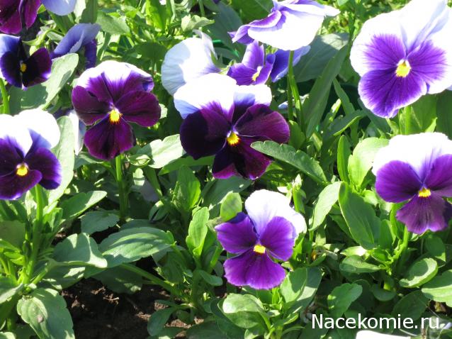 Наши Дни Рождения