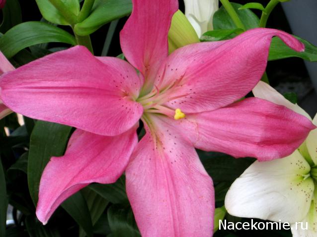 Дамы эпохи - Наши дни рождения