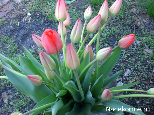 Наши Дни Рождения