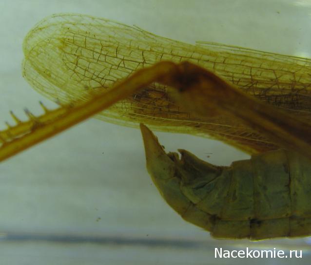 Насекомые №6 - Цитрусовая саранча (Chondracris rosea)